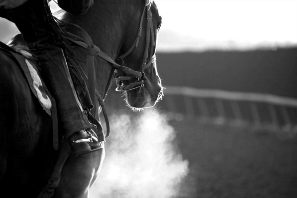 a horse