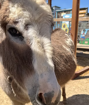 a donkey